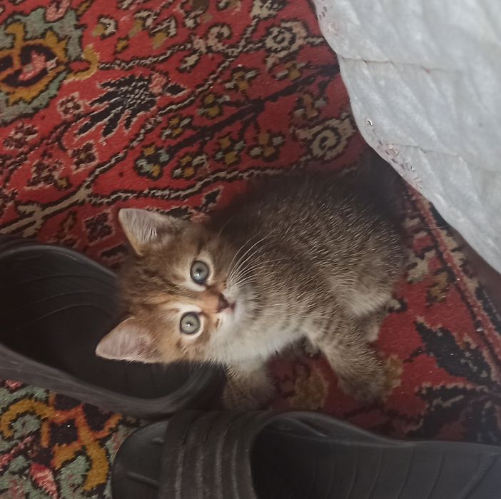 Отдам котенка в добрые руки