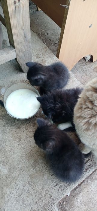Отдам котят в добрые руки