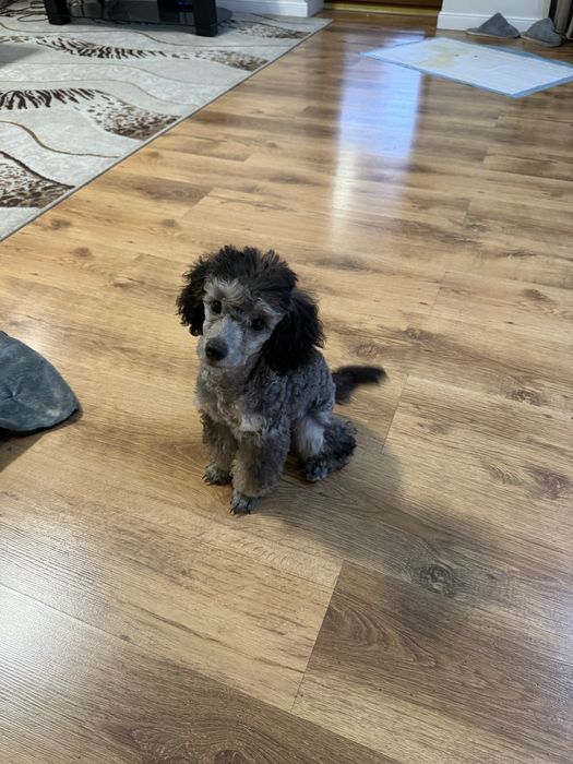 Карликовый пудель 4,5 месяца девочка