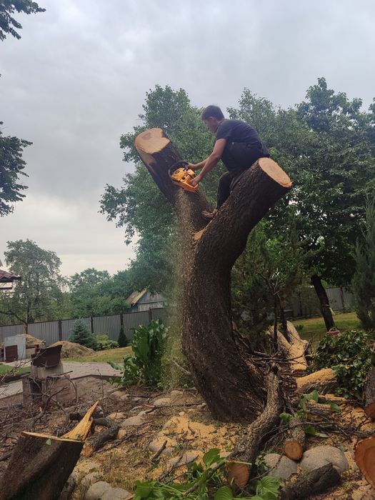 Спил дерево санитарных обрезка