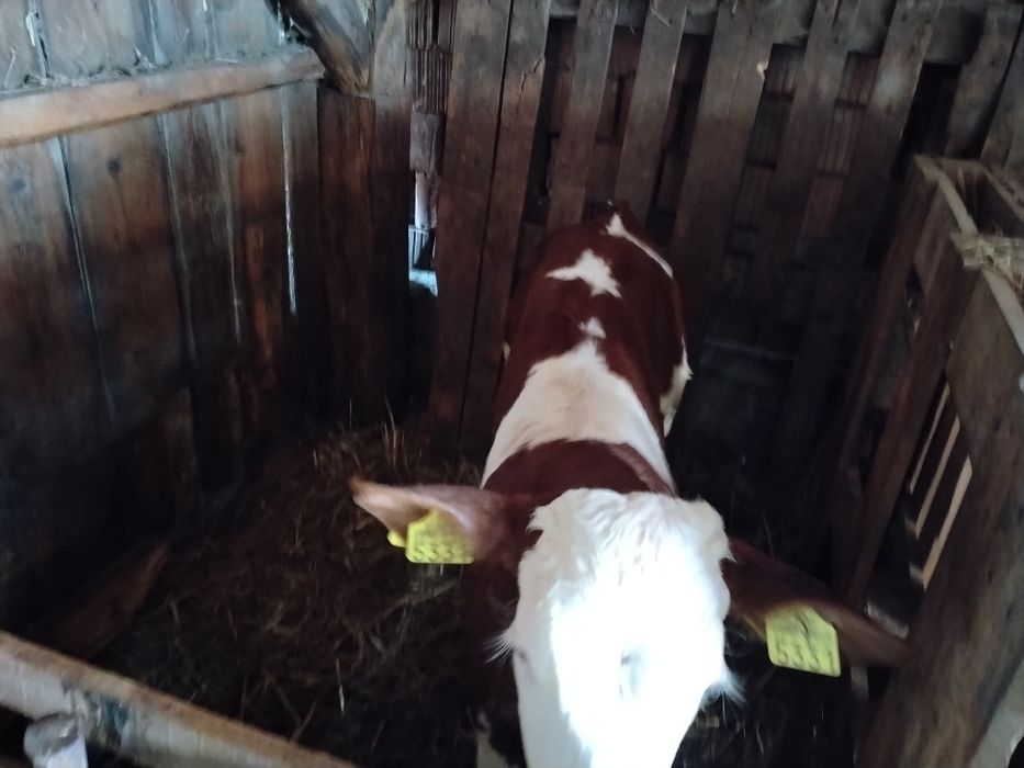 De vânzare 2 tăurași