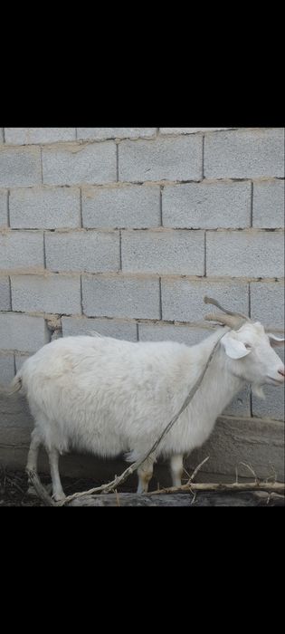 Каза животноводческая