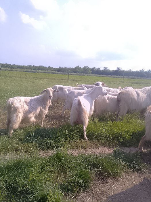 Capre și iezi de vânzare!