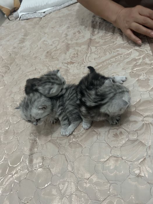 Вислоухих шотландские Котята