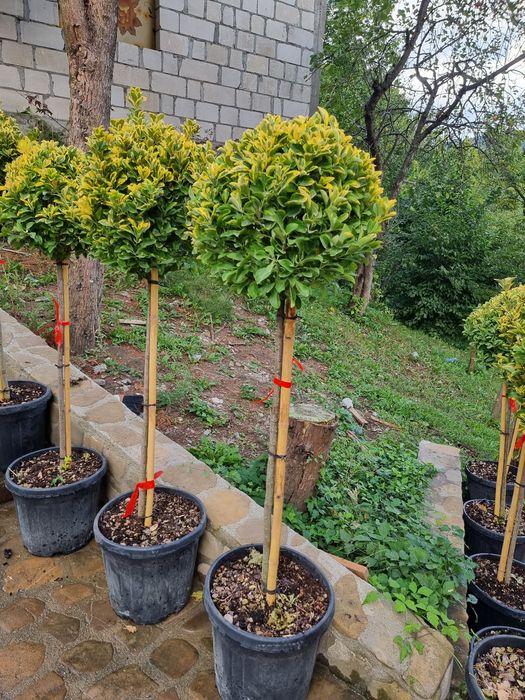 Tuia leylandi- prunus laucerasus ( laur englezesc) pin