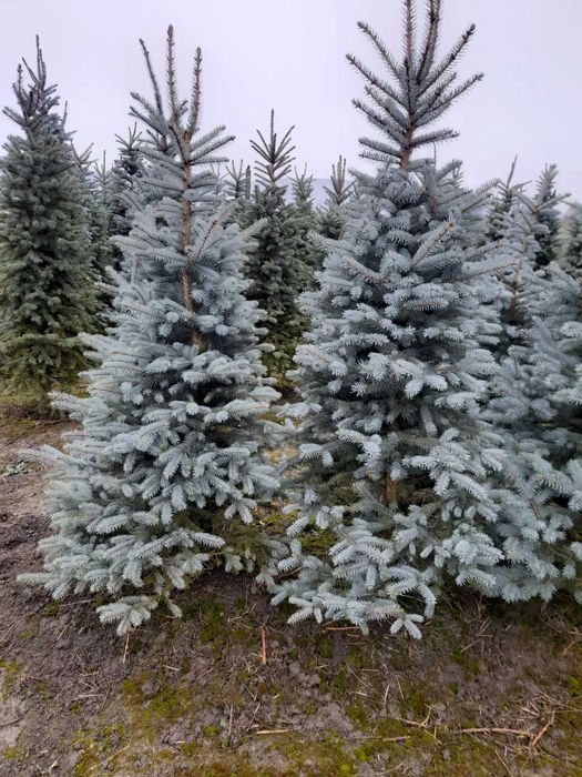 brazi argintii si normandian pentru craciun