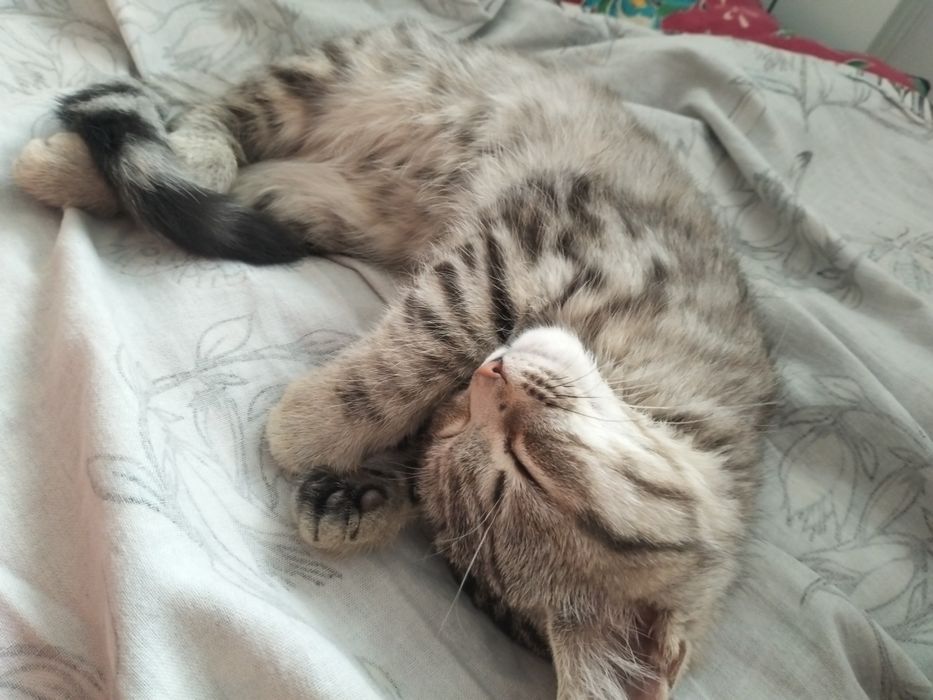 пародистый кошка