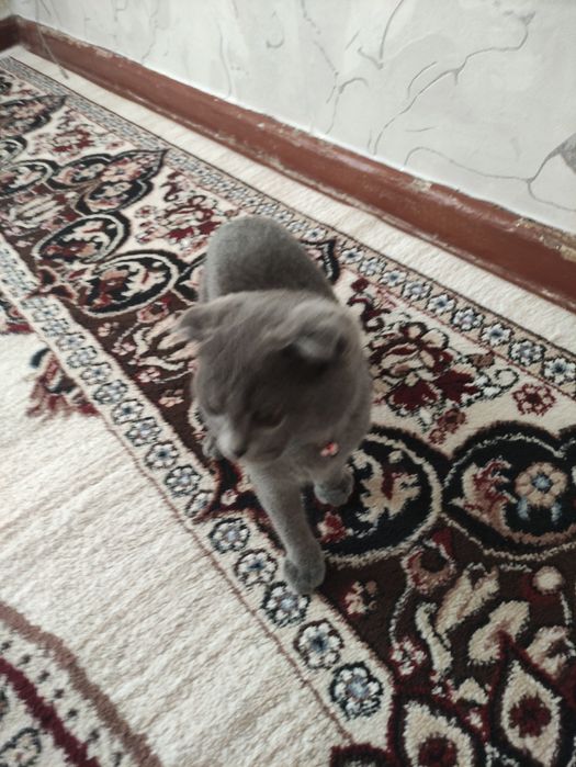 Scotish fold mushuk sotiladi