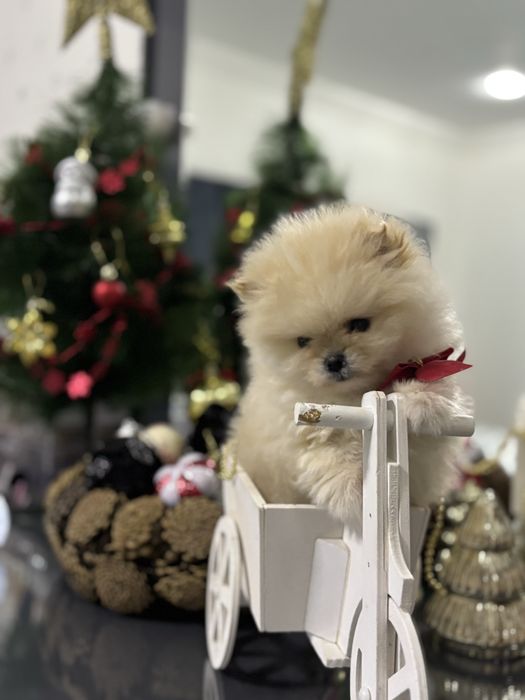 Померан мъжко