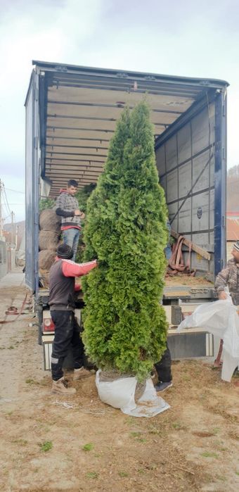 Tuia smaragd și leylandy