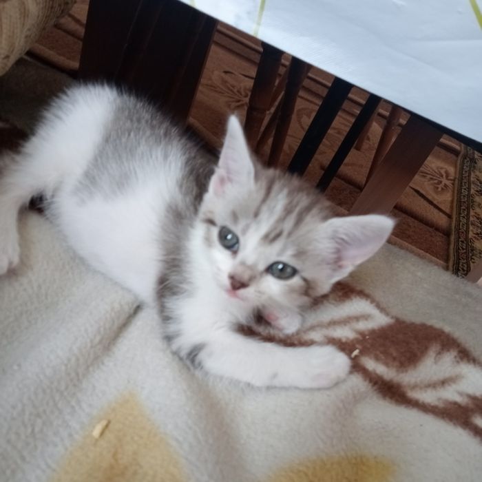 Отдам котят в добрые руки