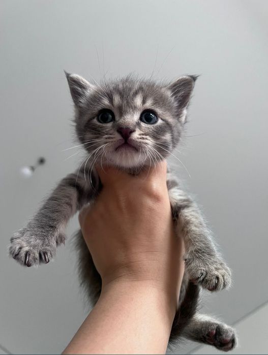 Продается котяты!