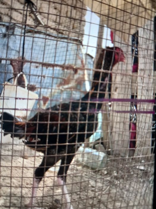 Нұрсұлтан даулетбаевв