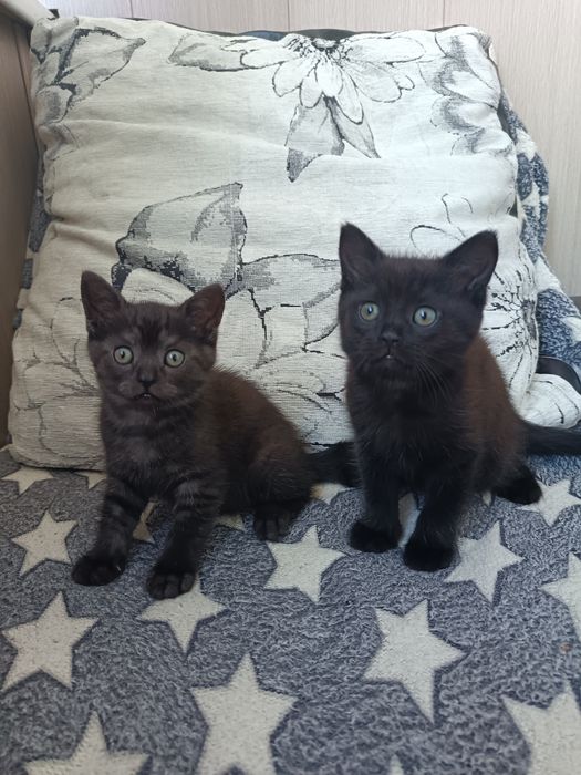 Шотландские прямоухие котята