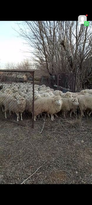 Продам 69 голов овцематки одной породы одной масти начали котиться