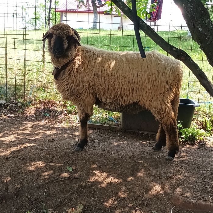Vând 3 oi și 3 berbecuți.