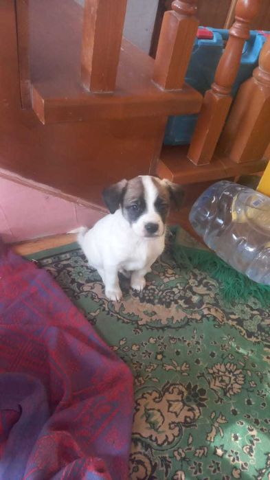 Щенки смесь Бельгийка мама с двором