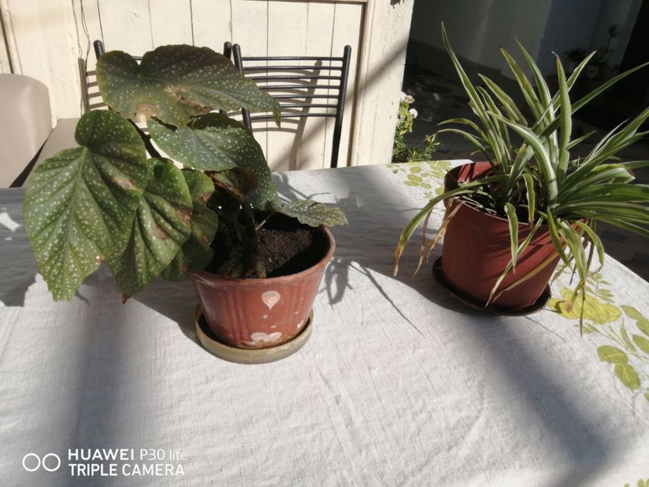 Комнатные цветы, растения.