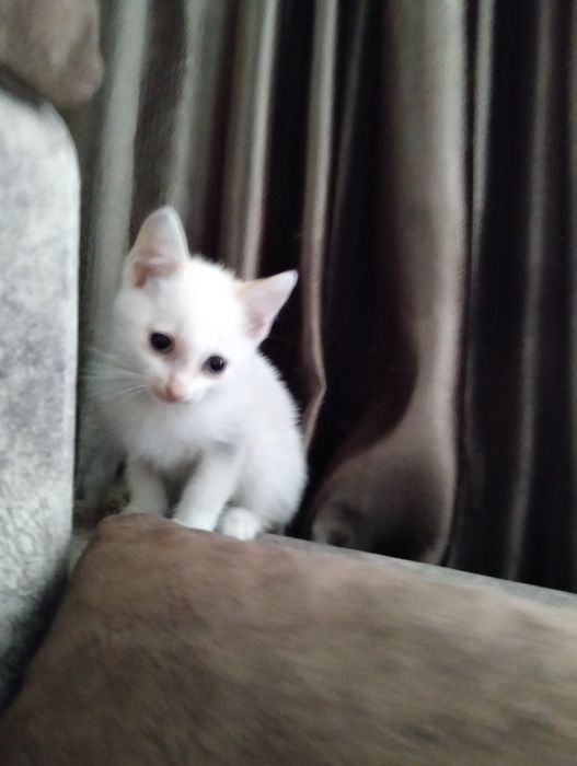 Отдам котят 2 месяца