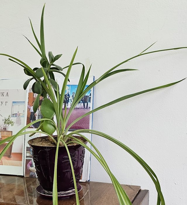 Комнатные цветы.