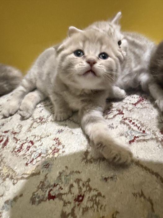 котята  шотланцы