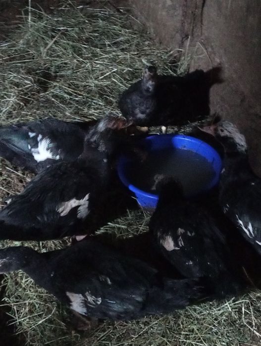 Vând cocoș australop, cocoș moțat,o pereche viandote și 6 rate mute.