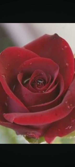 Дехкончилик гарантия качества