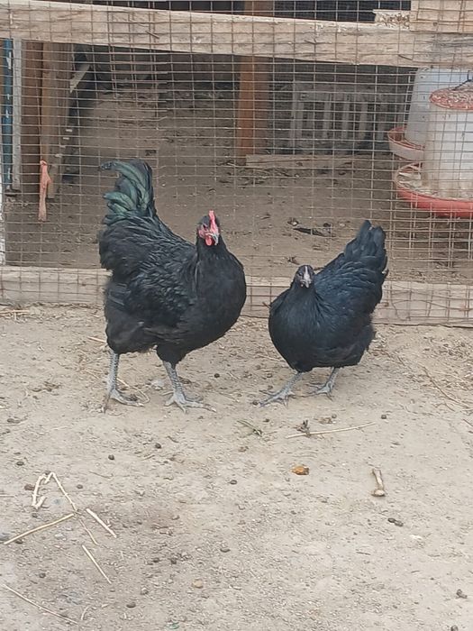 австролорп атеш австролорп тауык