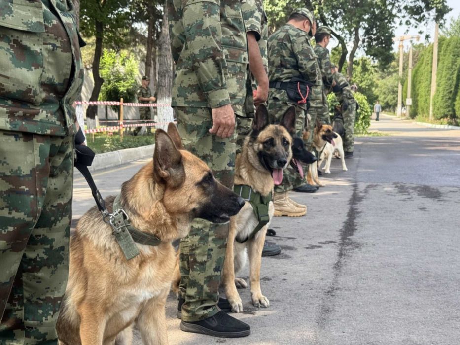 Дрессировка Собак. Не дорого. Кинологический Центр
