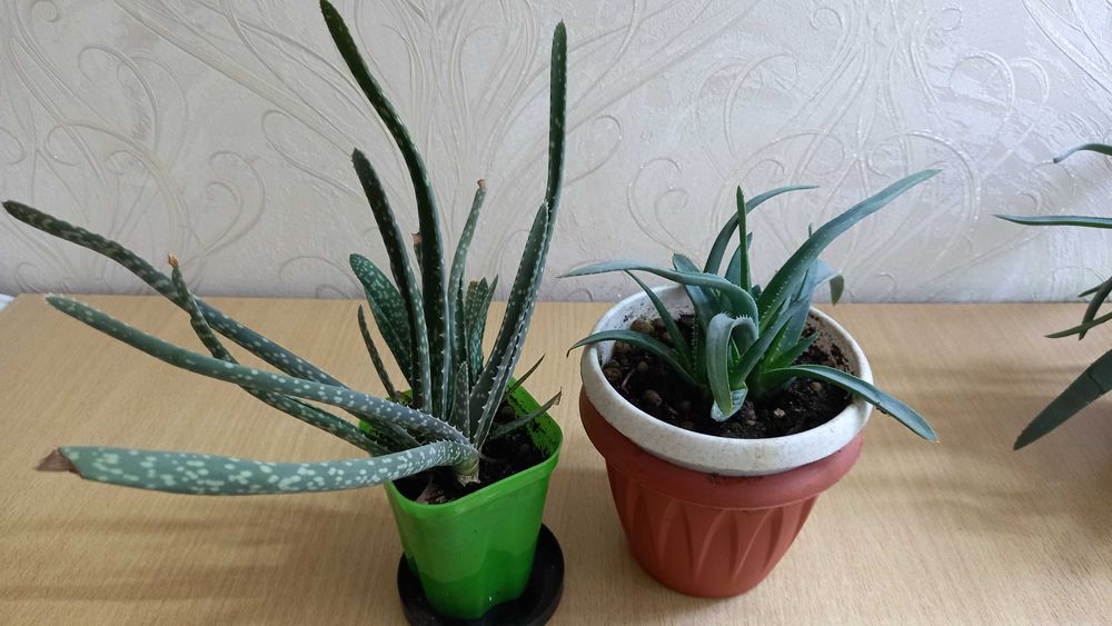 Алоэ продам цветы