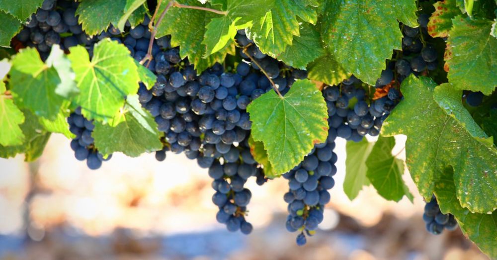 Грозде сорт Мерло за вино и ракия