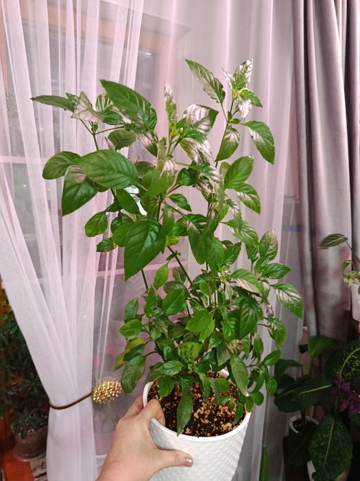 Продам комнатные цветы