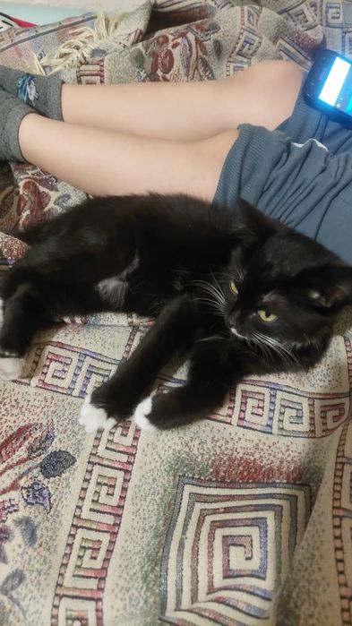 Отдам котёнка в добрые руки