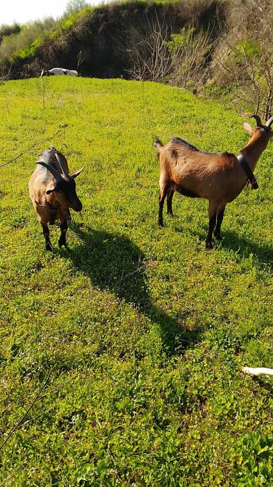 Doua căprițe si un țap