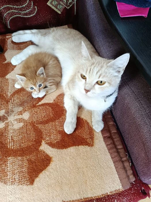 Отдам котят в хорошие руки
