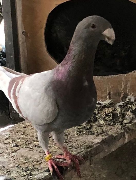 Porumbei cauta alta casa