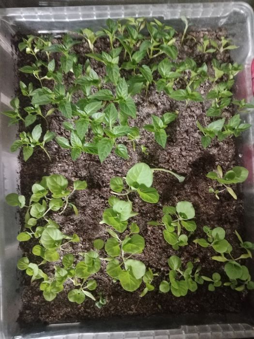 Рассада майкудук