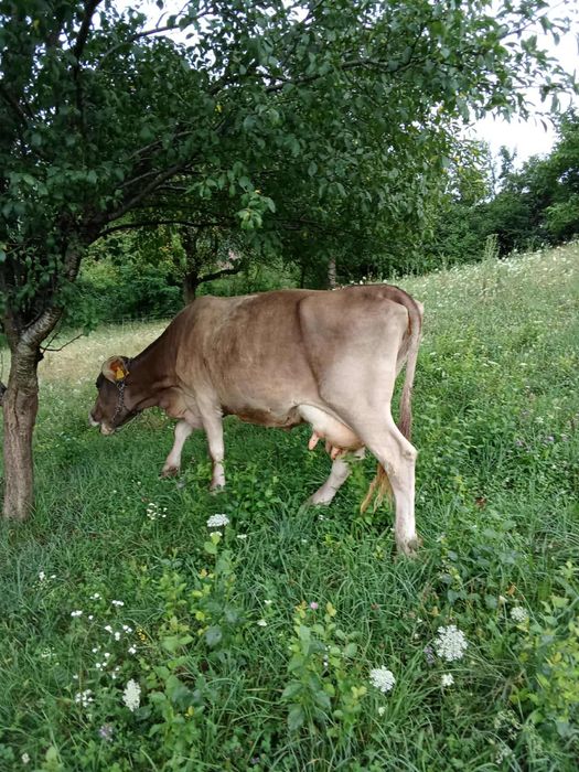 Vand vaca genstata in 2 luni