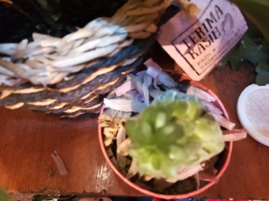 Цветок Кактус-сакулент