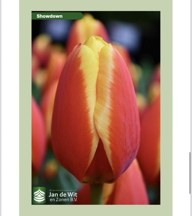 Продаем голандские тюльпаны оптом