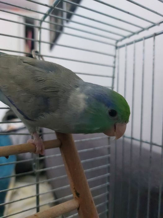 Papagal forpus mascul – crescut la seringă, foarte sociabil