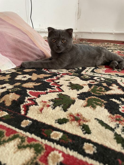 Котенок в добрые руки