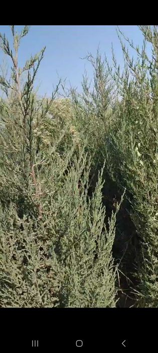 Можжевельник кучатлари сотилади