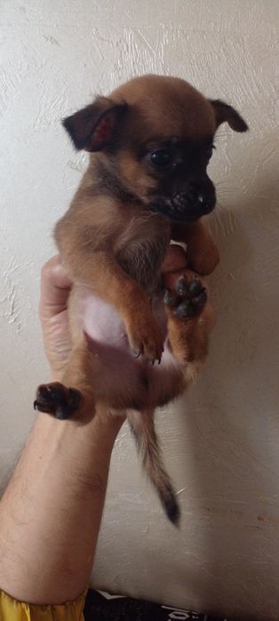 Той терьер щенки