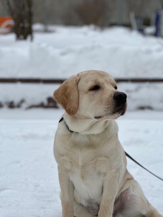 лабрадор палевый