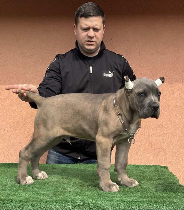 Cățeluș Cane Corso în vârstă de 3 luni cu pedigree