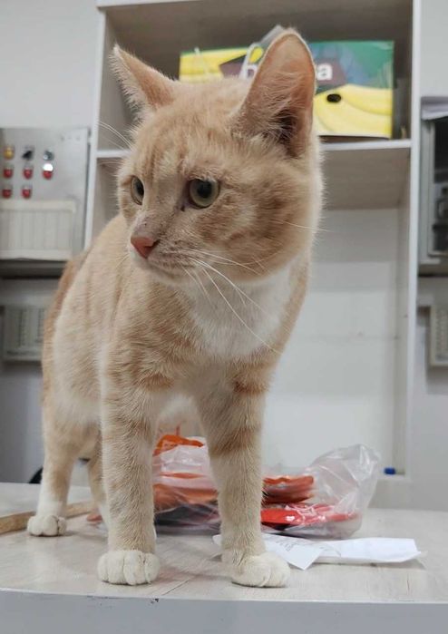 Персиковый котик ищет дом