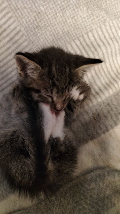 Котенок, пол мужской