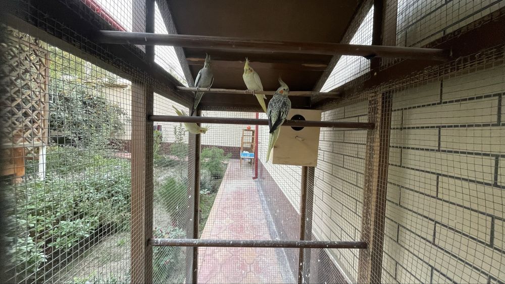 Karella 2 para bor uyi ham sotiladi