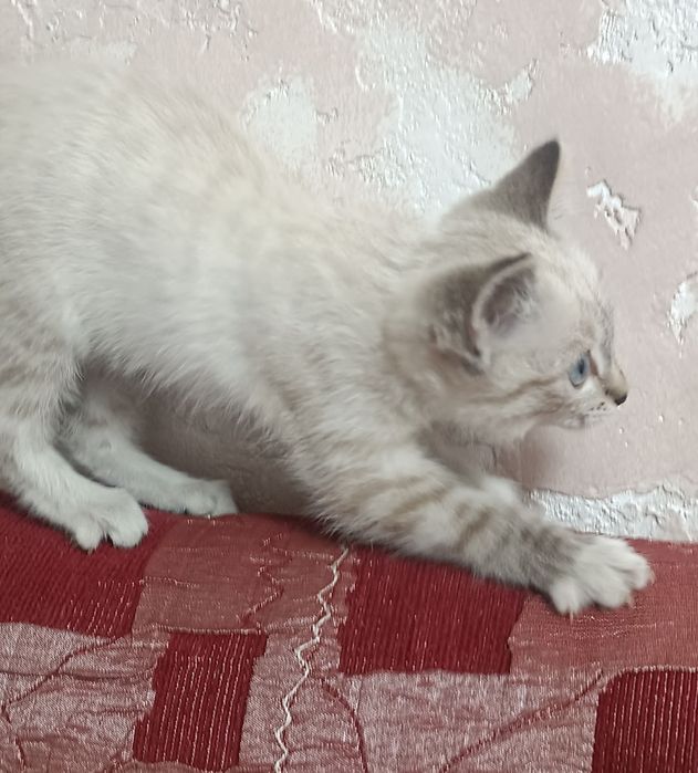 Домашние животные